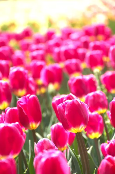 Vivido giardino di fiori di tulipano rosa — Foto Stock