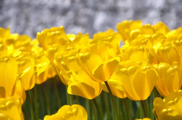 Campo di tulipano giallo — Foto Stock