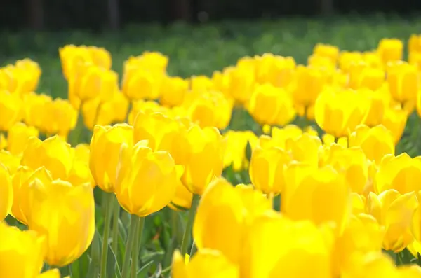 Campo di tulipano giallo — Foto Stock