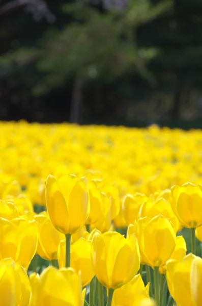 Pole żółty tulipan — Zdjęcie stockowe