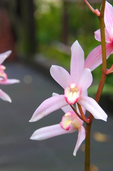 Orchidea rosa carino — Foto Stock