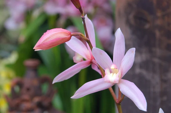 Roztomilá růžová orchidej — Stock fotografie