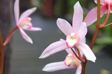 sevimli pembe orkide