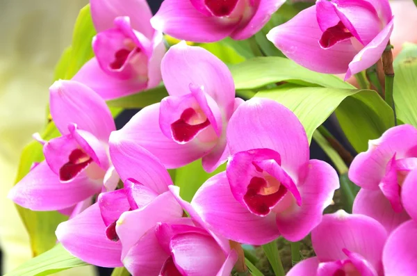 Živé fialové květy orchidejí — Stock fotografie