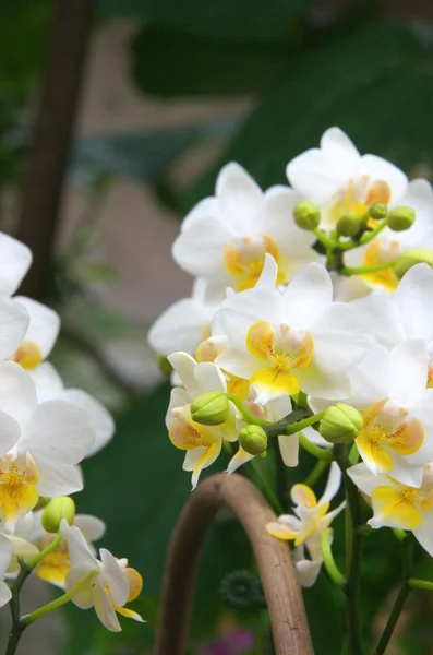 Vit och gul orkidé — Stockfoto