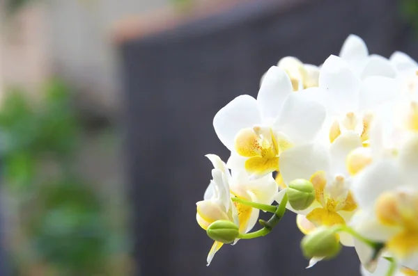 Witte en Gele orchidee — Stockfoto