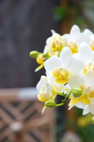 Orquídea branca e amarela — Fotografia de Stock