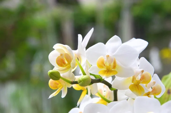 Bílá a žlutá orchidej — Stock fotografie