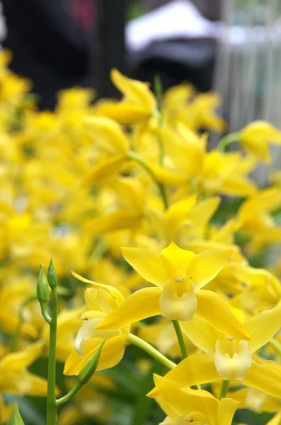 Orchidée jaune — Photo