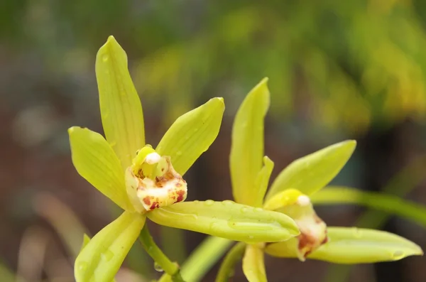 Groene orchidee — Stockfoto