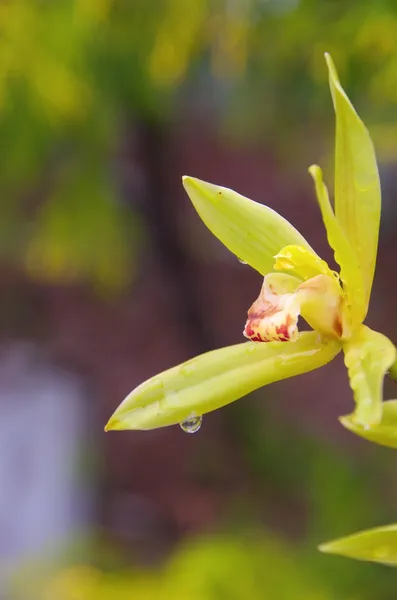 Zielona orchidea — Zdjęcie stockowe