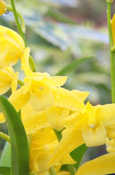 Gele orchidee — Stockfoto