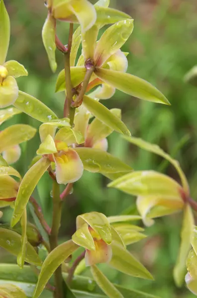 Gröna orchid — Stockfoto