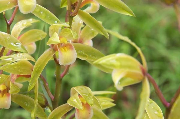 Orquídea verde — Fotografia de Stock