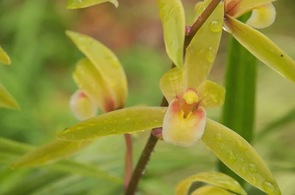 Grüne Orchidee — Stockfoto
