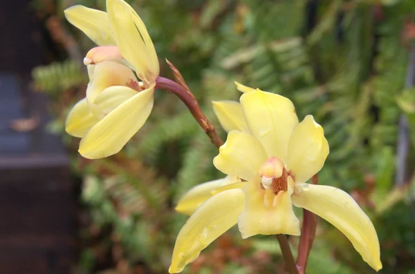 Orquídea amarilla — Foto de Stock