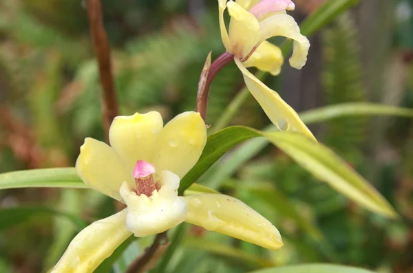 Orquídea amarela — Fotografia de Stock