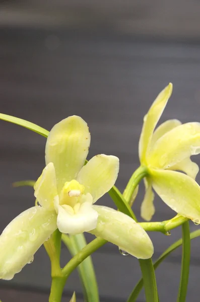 Groene orchidee — Stockfoto