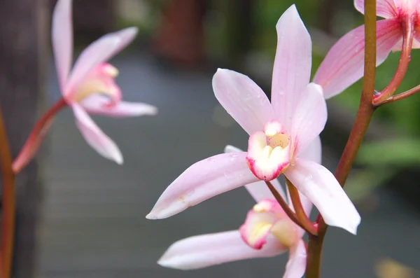 Roztomilá růžová orchidej — Stock fotografie