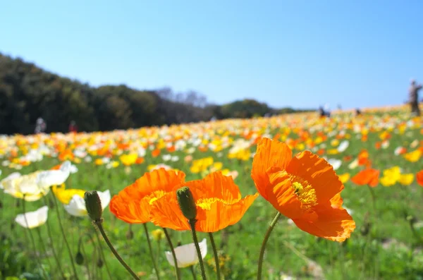 Fiori di papavero ghiacciati colorati — Foto Stock