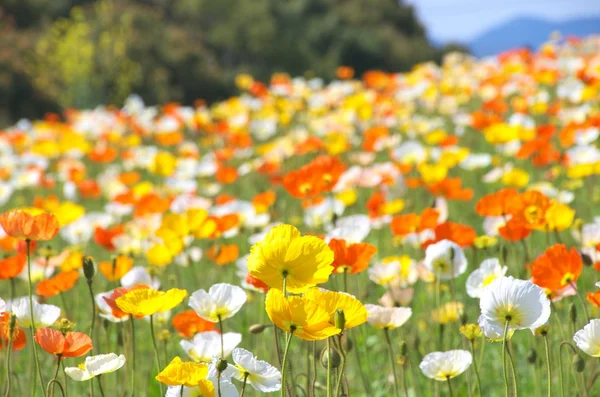 renkli İzlanda haşhaş çiçekleri