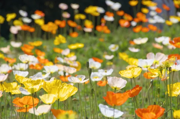 Bunte Islandmohnblumen — Stockfoto