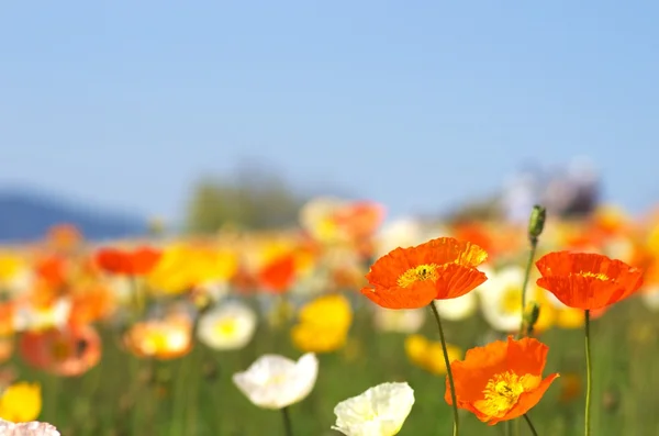 Kleurrijke IJsland papaver onder de blauwe hemel — Stockfoto