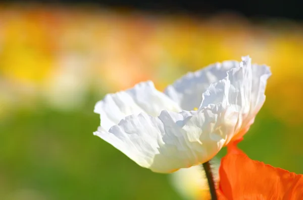 Colorful iceland poppy field — Stock Photo, Image