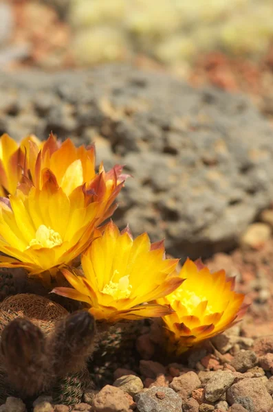 Levendige gele Cactusbloem — Stockfoto