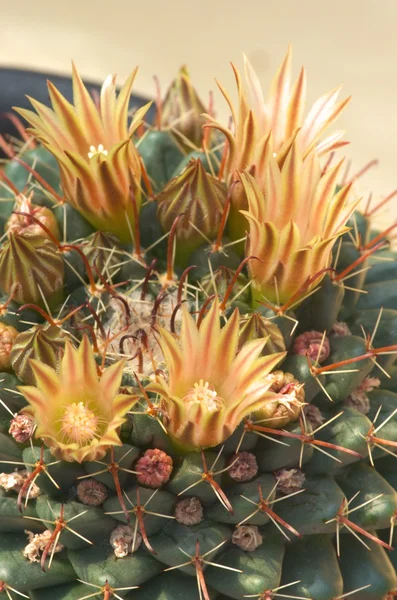 Leuchtend gelbe Kakteenblüte — Stockfoto