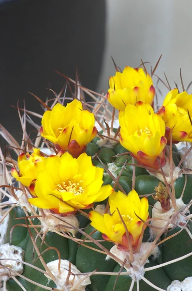 Vívida flor de cacto amarelo — Fotografia de Stock