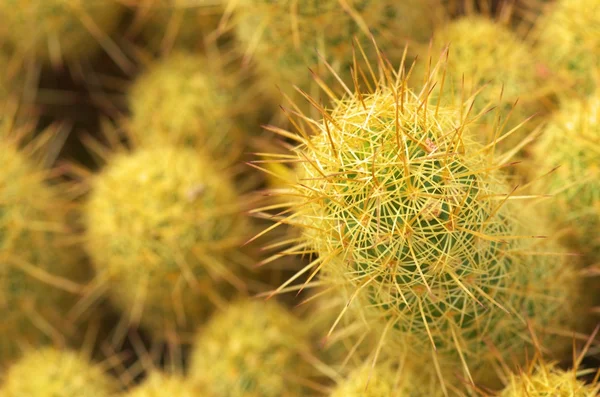 Gelber und grüner Kaktus — Stockfoto