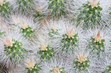 yeşil ve beyaz kaktüs