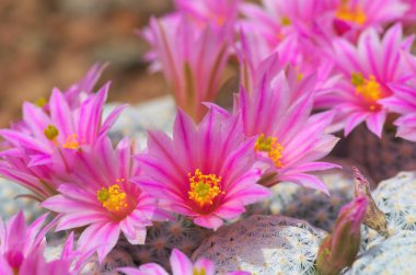 sevimli pembe kaktüs