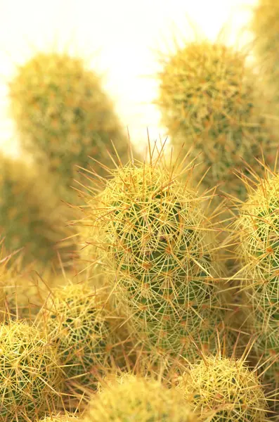 Gelber und grüner Kaktus — Stockfoto