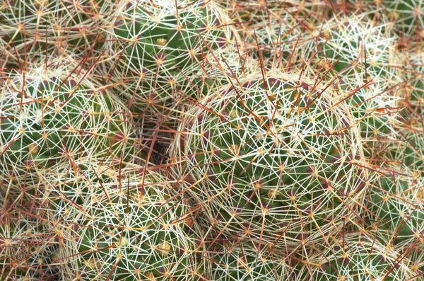 yeşil ve beyaz kaktüs