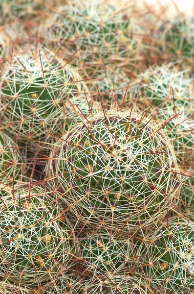 Grön och vit kaktus — Stockfoto