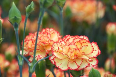 Sarı ve pembe karanfil