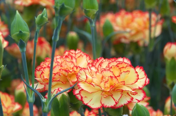 turuncu ve pembe karanfil çiçek