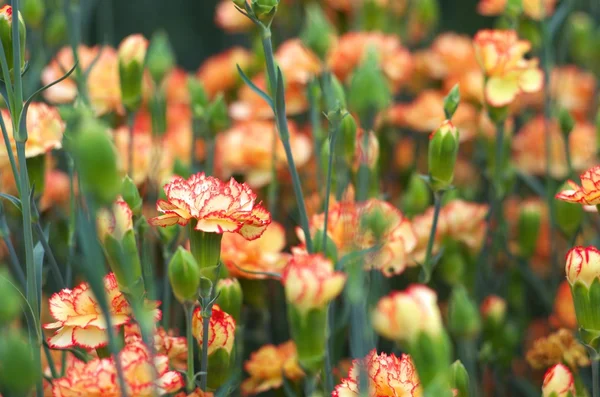Oranje en roze carnation bloemen — Stockfoto