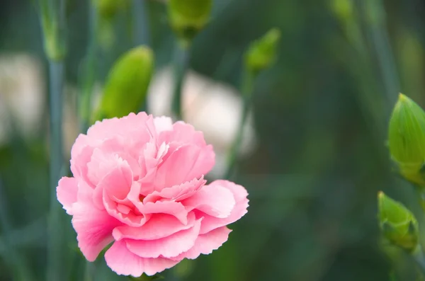 Clavel rosa vivo — Foto de Stock