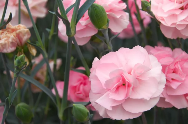 Garofano rosa carino — Foto Stock