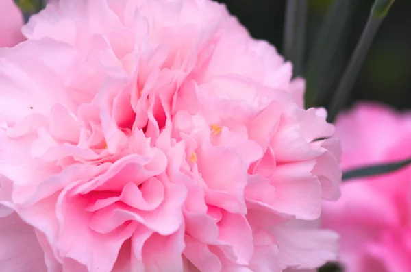 Söt rosa nejlika — Stockfoto