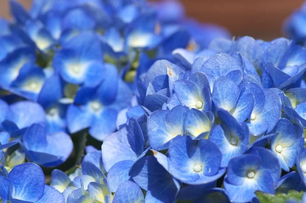 Grande ortensia blu — Foto Stock