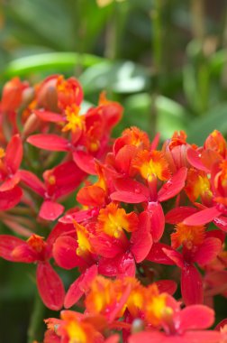 canlı kırmızı orkide