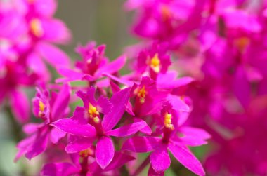 sevimli pembe orkide