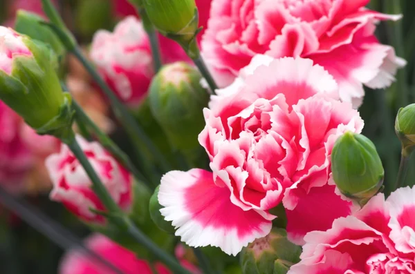 Rode en witte carnation — Stockfoto