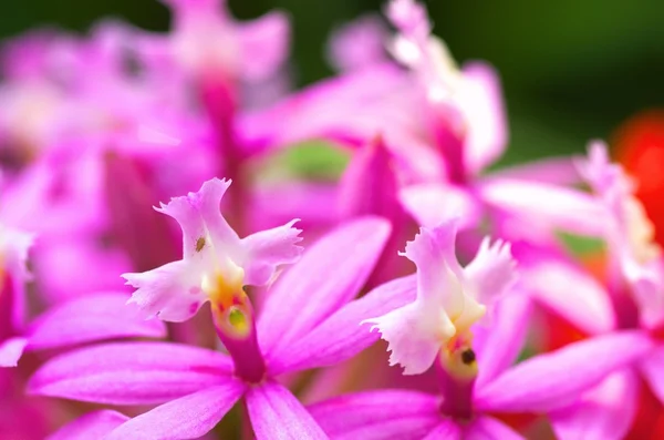 Niedliche rosa Orchidee — Stockfoto