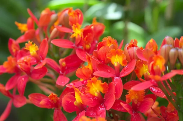 canlı kırmızı orkide