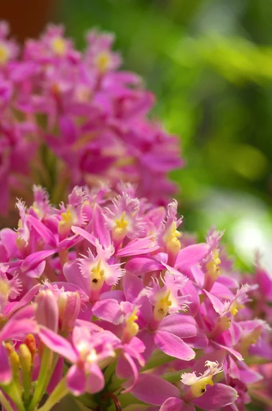 Söt rosa orchid — Stockfoto